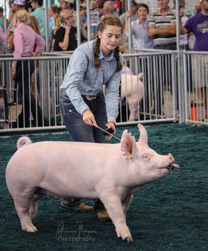 showing pigs